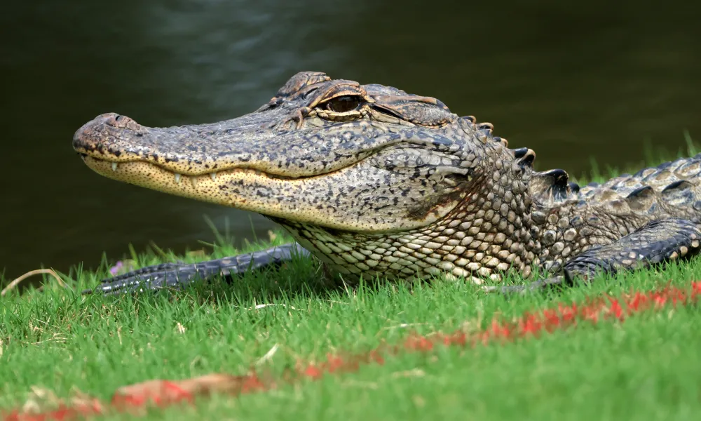 Alligator lunges at golfers